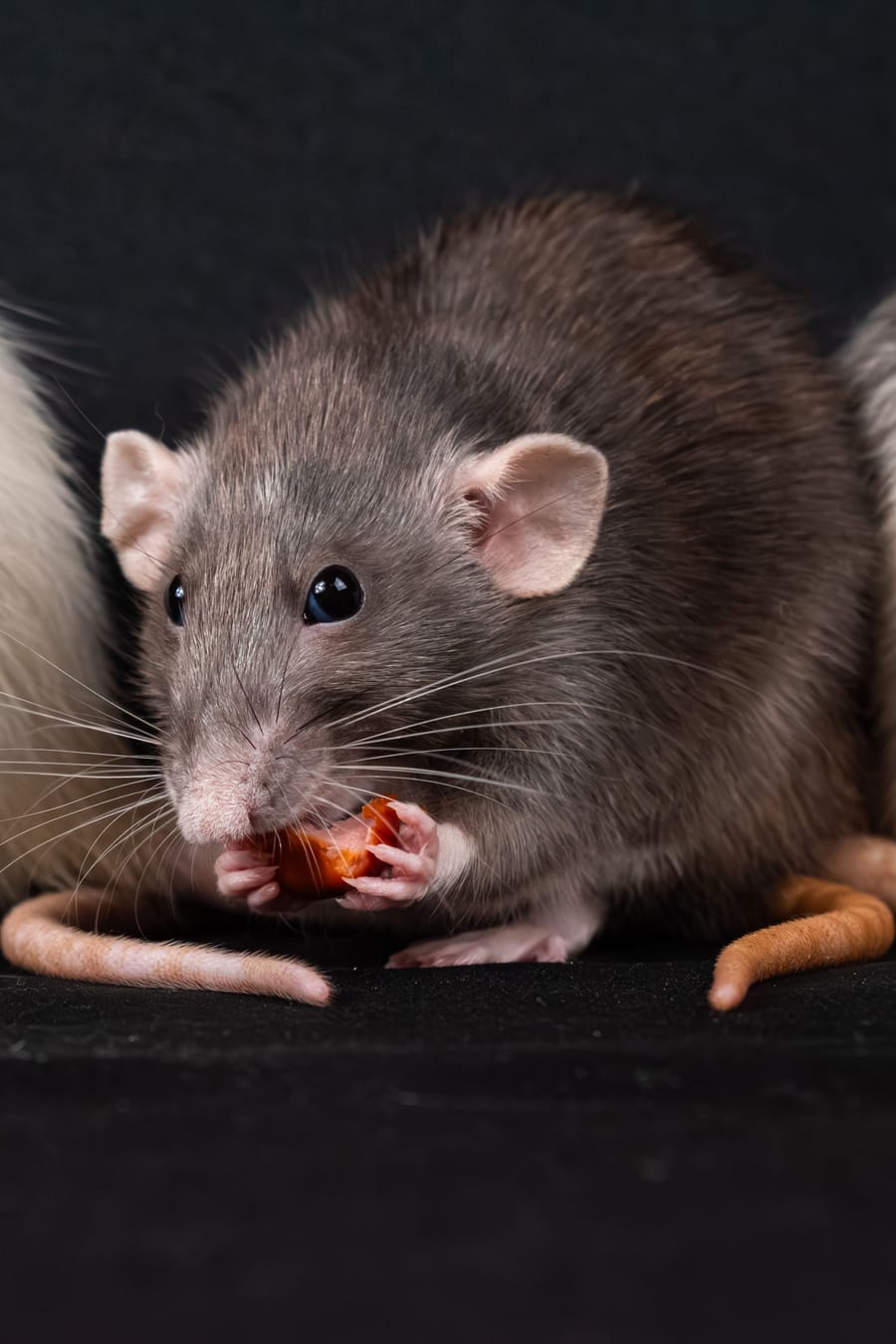 Rat en gros plan